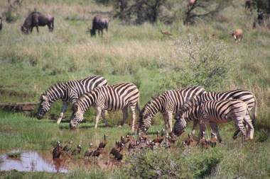 An african-Zebra